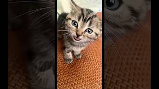 funny cat #cat #catvideos #funny #fypシ #fyp #catshorts #youtubeshorts #india #ytshorts #cats #cute