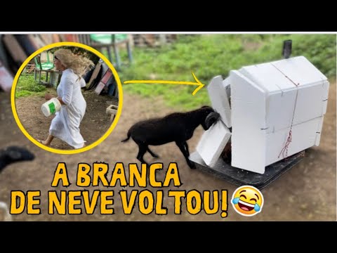 A BRANCA DE NEVE/CHAPEUZINHO NO QUINTAL DE CHICO |carneirinhochico