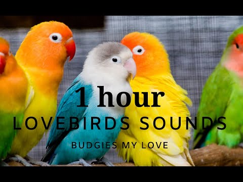 Love Birds Sounds For 60 minute | 1 Hour