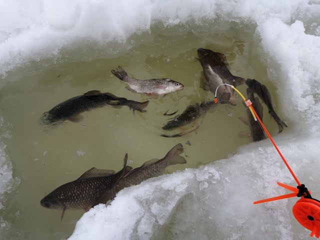 Video Pronunciation of Zhanbolat in English