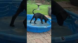 Video preview image #1 Labsky Puppy For Sale in Hillsboro, MO, USA