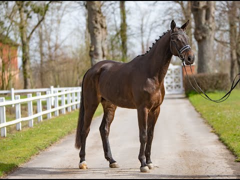 Wallach v./ Gelding by El Greco - All Inclusive * 2018