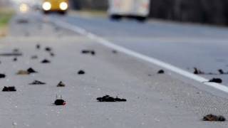 Government Killing The Birds? video