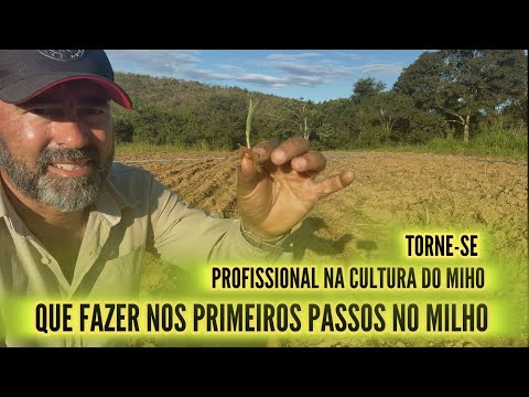 APRENDA CULTIVAR MILHO | OS PRIMEIROS PASSOS PRA QUEM QUER PLANTAR MILHO