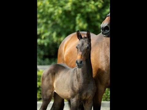 Tiffany R | Indian Rock x Fidertanz