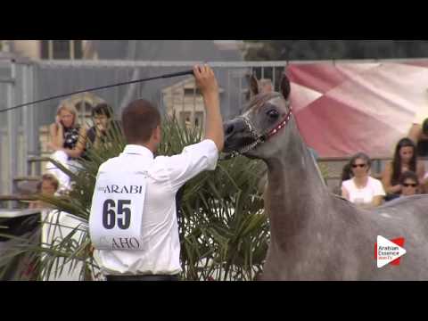 N.65 ZEUS EA - Chantilly 2015 ABCE - Colts 1 year old (Class 6B)