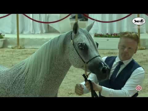 UAE National Championship 2021  Class 5