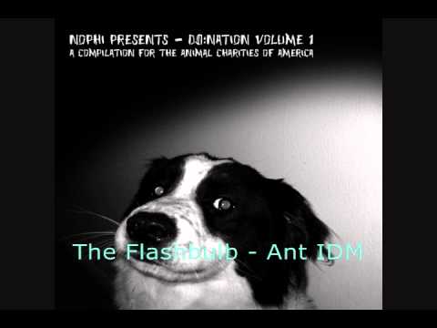 The Flashbulb - Ant IDM