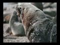 Sea Lion Fighting