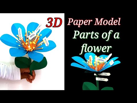 Parts of a Flower | 3D paper model | Easy school project making idea | paper craft