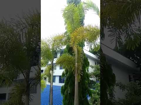 Hawaiian palm trees #shortvideo #trending #shortsfeed #shorts
