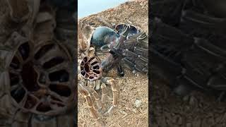 Rare footage GIANT bird eating tarantula! 😳