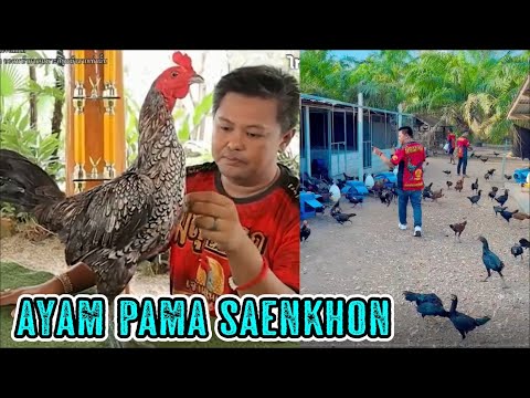 Pama Saenkhon, Ayam Terkaya di Dunia Milik Mr. Bird Meesuwan Farm