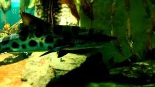 Mystical Underwater World Animals