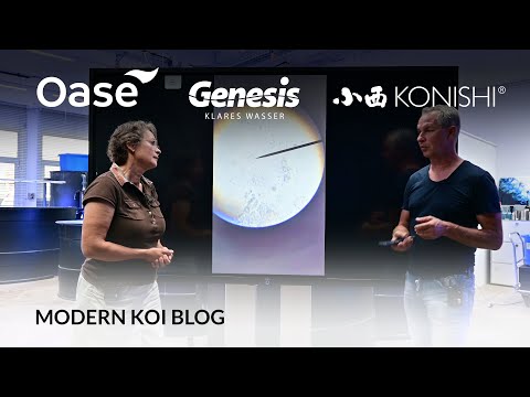 Modern Koi Blog #5370 - Ein Parasit namens Trichodina