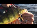 Video Thumbnail for Last chance perch & walleye before freeze up