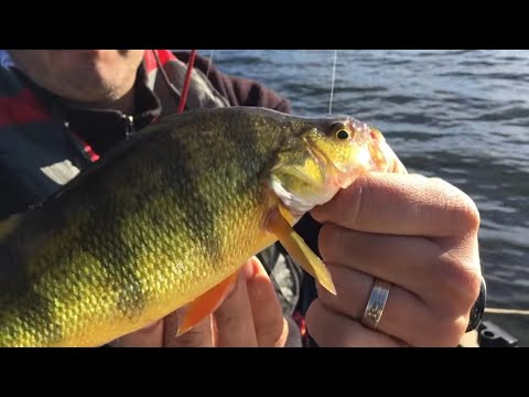Last chance perch &amp; walleye before freeze up