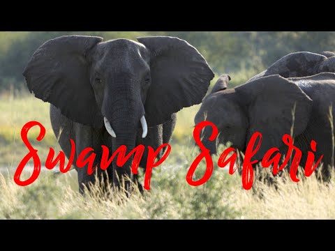 2022  Caprivi Swamp Safari    HD 1080p
