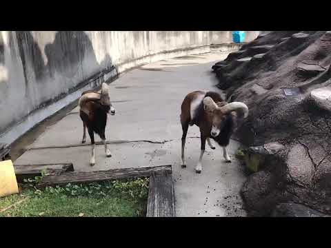 ムフロンについて詳しく解説