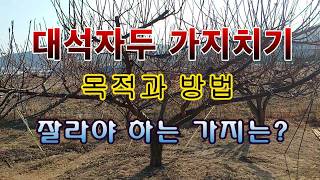 [텃밭농부 2,141]  대석자두나무 가지키는 방법 및 목적! #자두재배