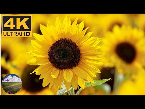 Breathtaking Colors in Nature with beautiful flowers - 4K