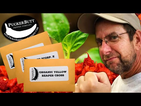 Pepper Seeds | Some Of Our Favorite Super Hots!