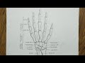 How To Draw A Skeleton Hand Skeleton Hand Drawing