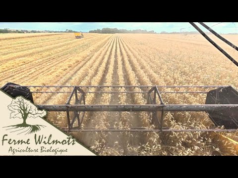 Moisson du blé sur butte 2025