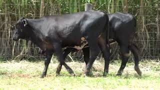 Vídeo 17 - 3º LEILÃO ANUAL SÍTIO UNIÃO | GADO HOLANDÊS HVB E HPB GC1 A GC6