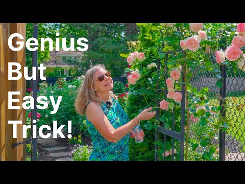 Her simple but genius way of building a secret backyard oasis