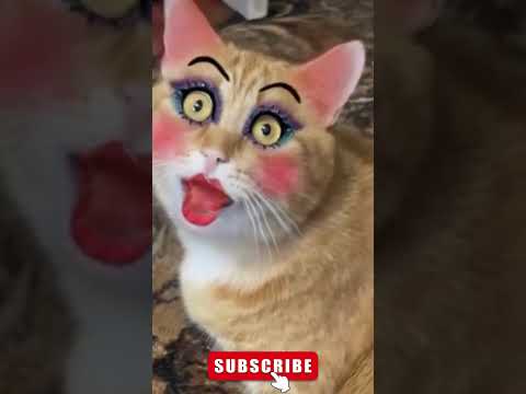 APT APT cat funny version😺😍#catdance #dance #apt #rosé #apt #funny #youtubeshorts #ytshorts #cat