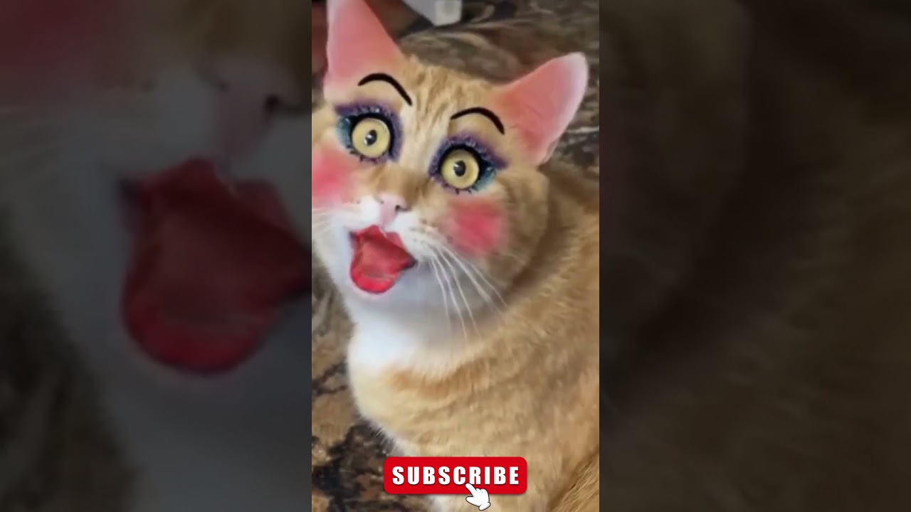 APT APT cat funny version😺😍#catdance #dance #apt #rosé #apt #funny #youtubeshorts #ytshorts #cat