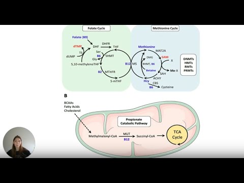 Gene Regulation by 5MC Methylation in Epigenetics