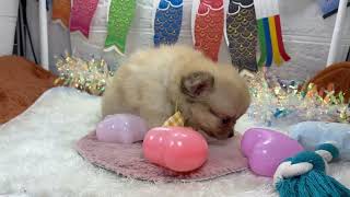 ハーフ犬の動画01