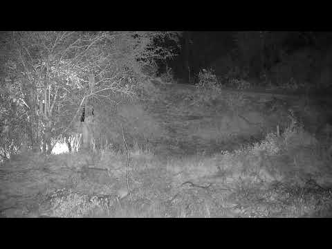 Djuma: Genet - 19:35 - 08/07/21