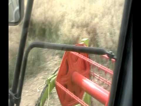 Kopie von Raps Gerste & Schweine