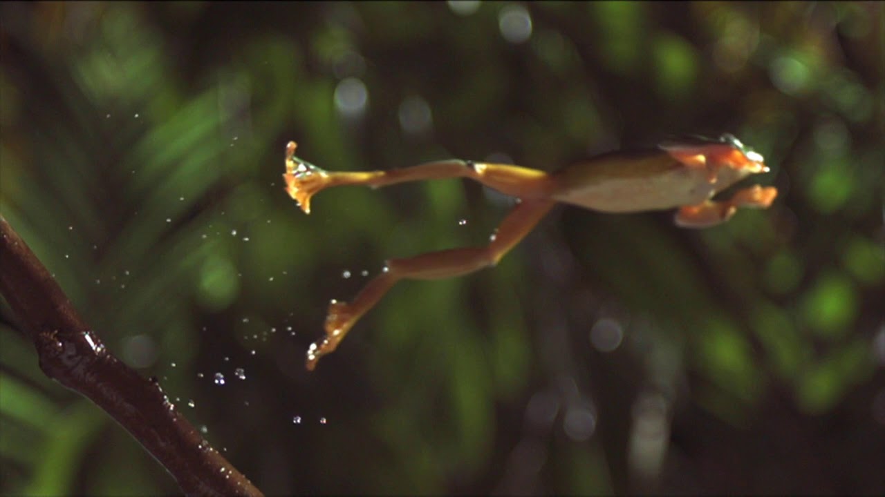 The Art of Frog Jumping...in Slow-Motion