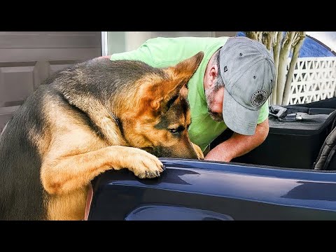 Dogs With BEYOND GENIUS Human Intelligence! 🧠🐶 Funny Dog Videos