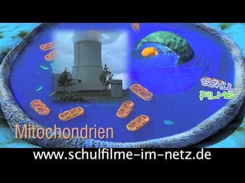 Die Zelle - Schulfilm Biologie