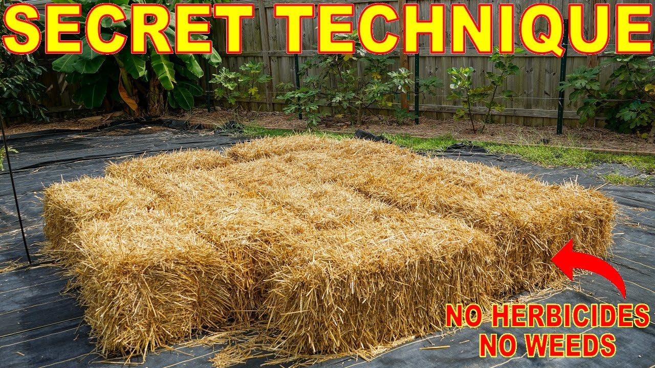 My SECRET TECHNIQUE: Use STRAW MULCH With NO Weeds Or Herbicide Danger