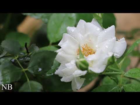 Roses of different colors With rabab music NB Non Copyright Free for u Full HD 1080P canon 70D