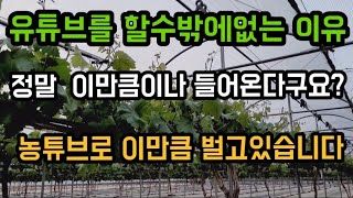 #샤인머스켓재배기술 #유튜브수익창출공개 #유투버유튜버유투브농튜브농투버농튜버돈버는방법