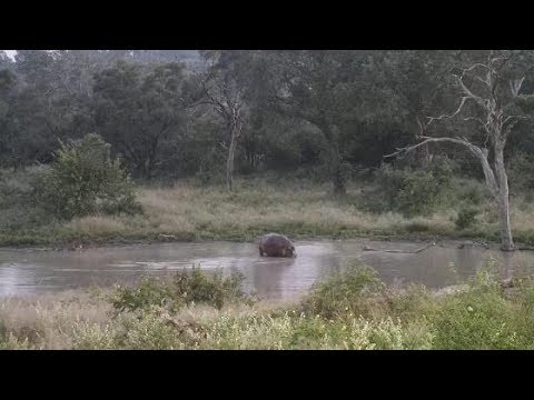 Djuma: Hippo returning to the dam - 05:37 - 03/25/20