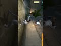 Prince of Persia: The Sands of Time Kill Sand Monster Gameplay Walkthrough By Gamer Baba Gyan