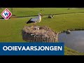 Dronebeelden van ooievaarsnestje in Naaldwijk  - OMROEP WEST