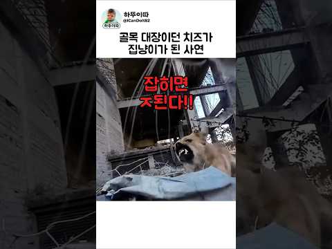 냥이의 인생도 다 사연이 있는것이여 #고양이 #cat #강아지 #dog #애견영상 #유머