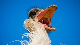 Narcissistic Control Technique:  Talking Too Much