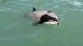 This dolphin has learned to breathe through its mouth