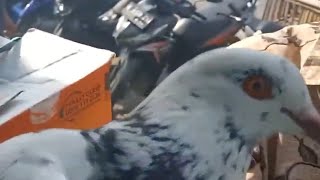 Download lagu MERPATI KENTONG HARGA 30 RIBU BOS. mp3