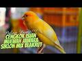 SUARA KENARI GACOR ISIAN MEWAH EXOTIC MASTERAN KENARI ISIAN BLACKTHROAT DAN SIKLON GACOR